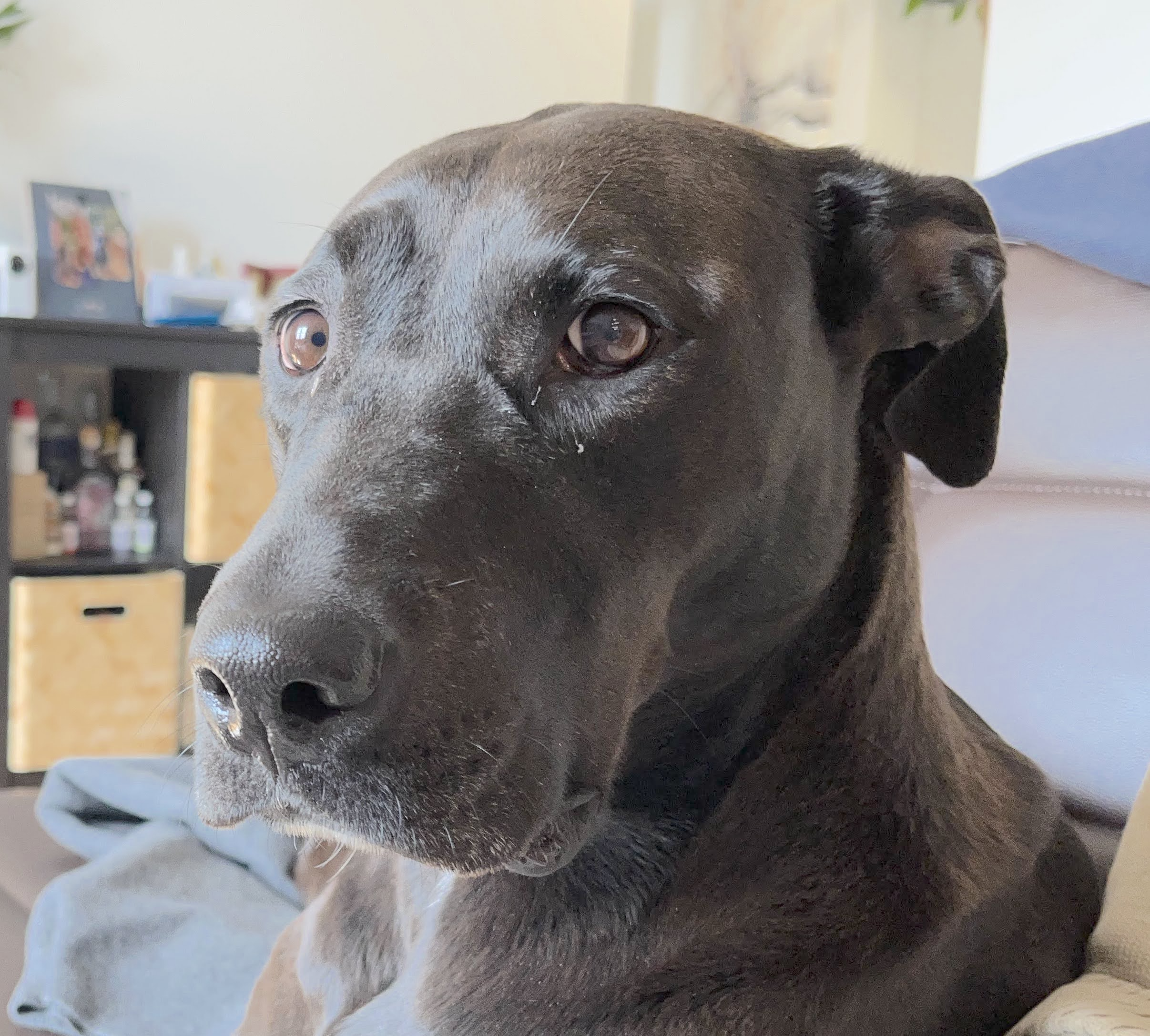 good-girl