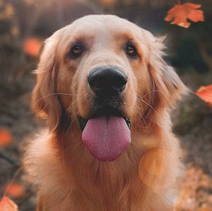 good-boy